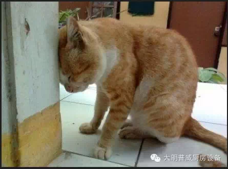 不再擔心面皮機質(zhì)量差